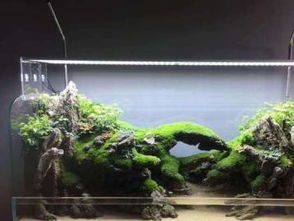 重慶寵物生活新風尚 專業魚缸造景設計定制與寵物食品用品一站式服務