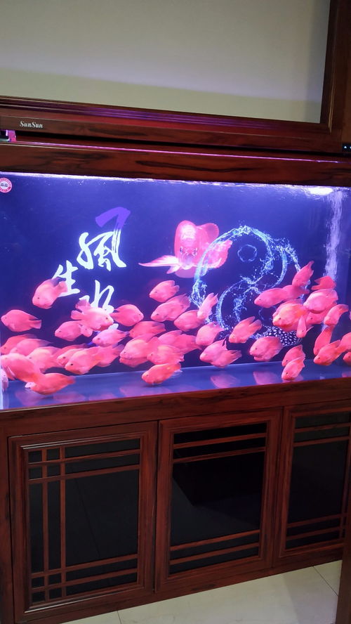 上海水族世界 從魚缸到魚食的一站式觀賞魚消費指南