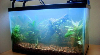 水族造景美學(xué) 居家魚缸設(shè)計(jì)效果圖鑒賞與靈感指南