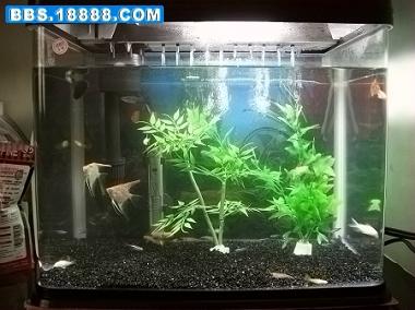 新手入門 如何為你的小魚缸打造一個(gè)生機(jī)盎然的微縮水景